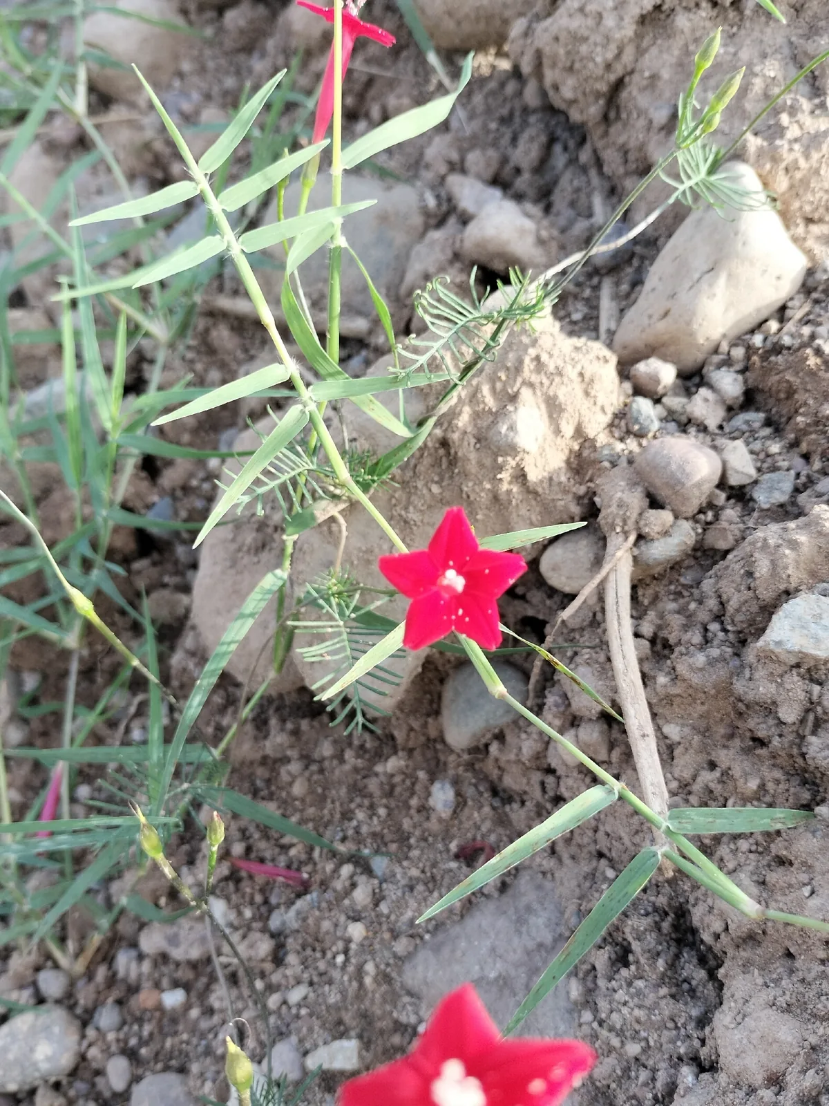 cypress vine (Ipomoea quamoclit), photograph