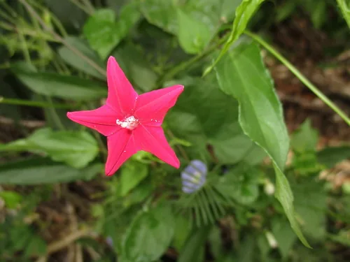 Photo: (c) Jose Antonio Aranda Pineda, some rights reserved · CC BY · via iNaturalist cypress vine (Ipomoea quamoclit), photograph