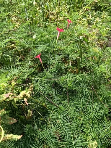 cypress vine (Ipomoea quamoclit), photograph