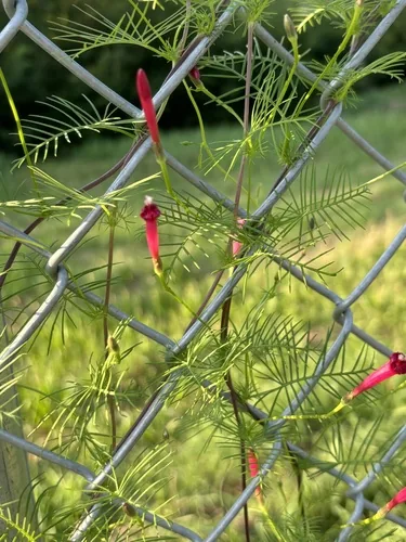 cypress vine (Ipomoea quamoclit), photograph