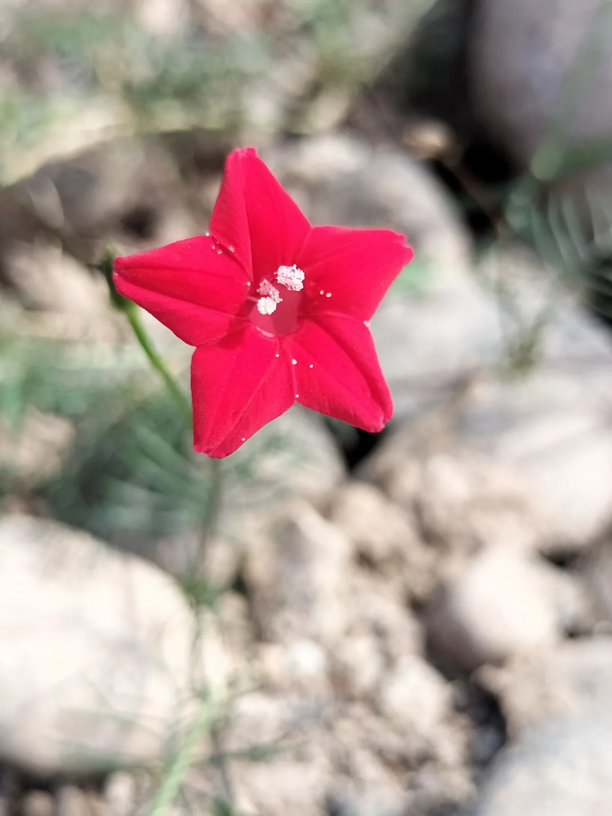 cypress vine (Ipomoea quamoclit), photograph