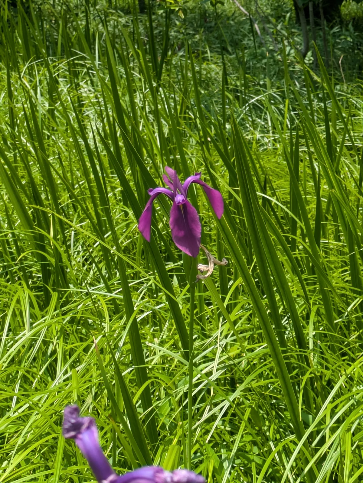 Japanese iris (Iris ensata), photograph