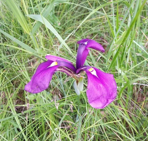 Japanese iris (Iris ensata), photograph