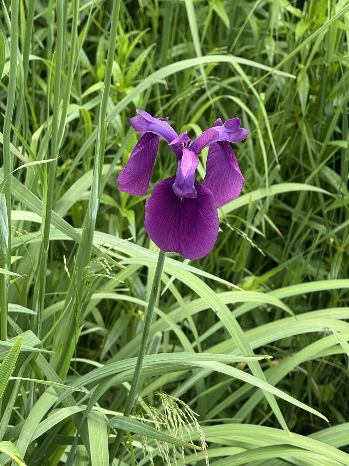 Photo: Rajan Rao, via iNaturalist · CC BY · via GBIF Japanese iris (Iris ensata), photograph