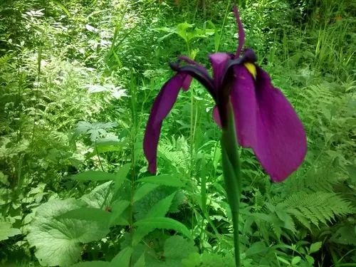 Japanese iris (Iris ensata), photograph