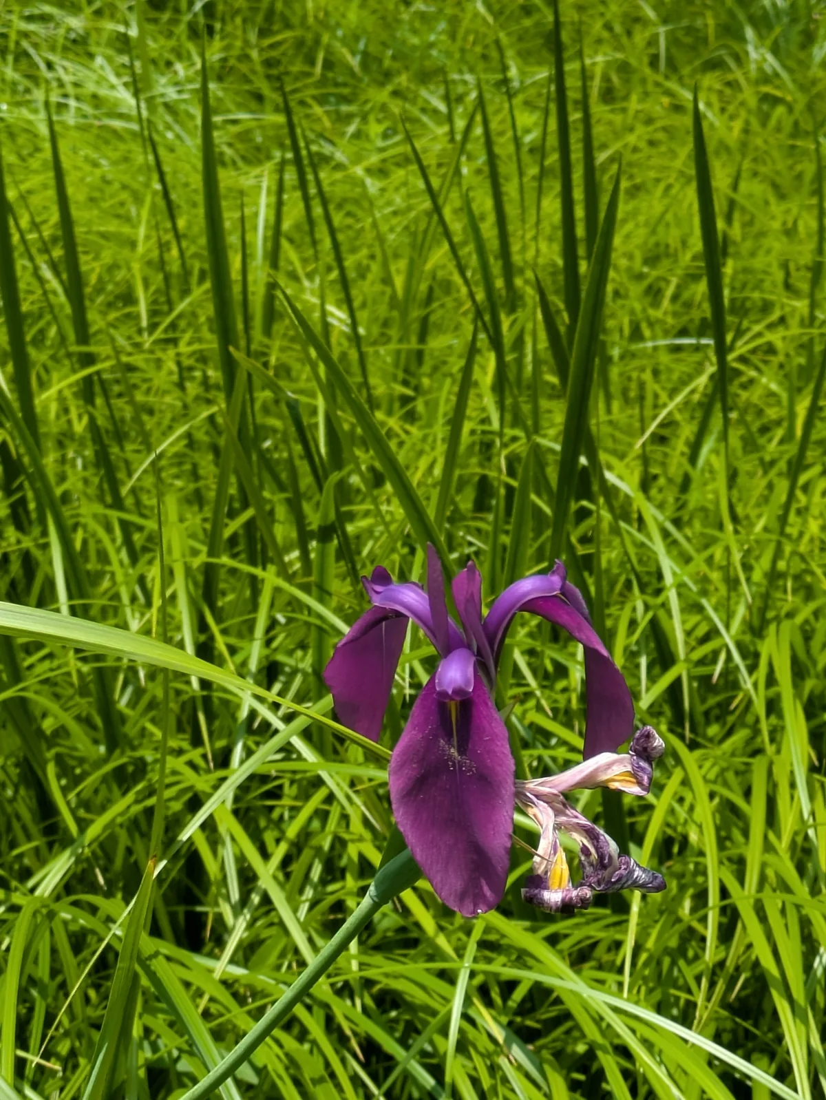 Japanese iris (Iris ensata), photograph