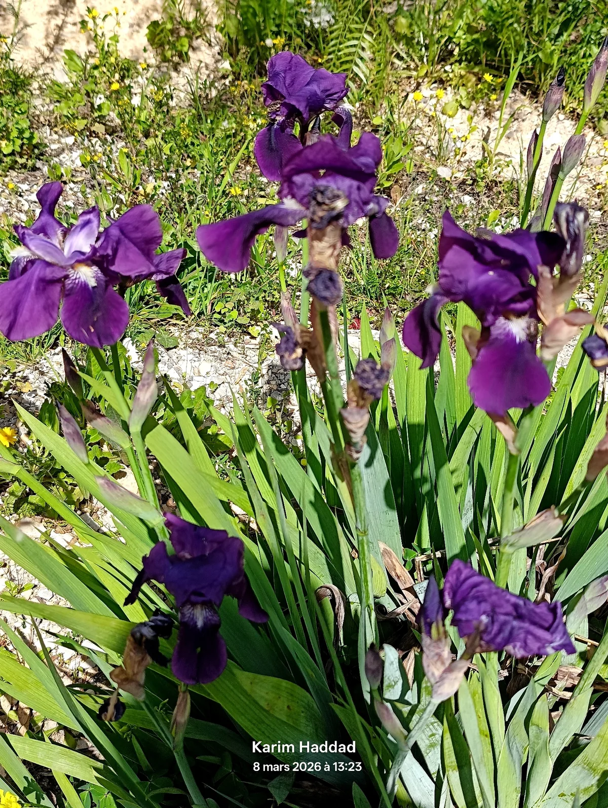 iris (Iris germanica), photograph