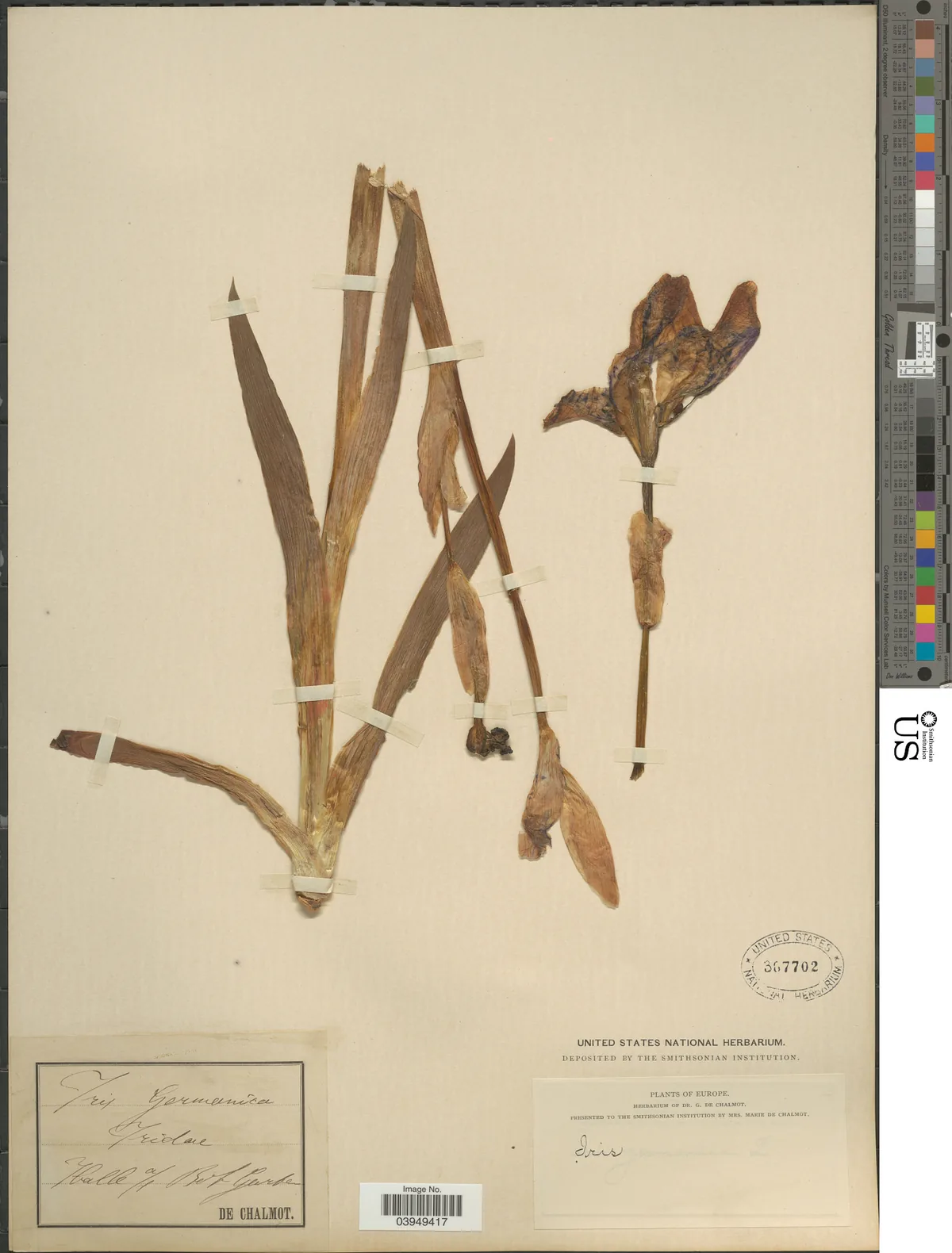 iris (Iris germanica), photograph