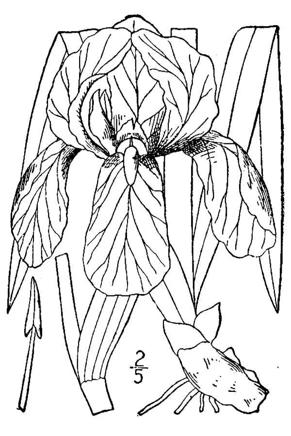 iris (Iris germanica), botanical illustration