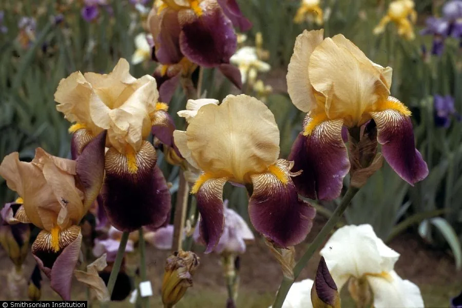 Iris, photograph