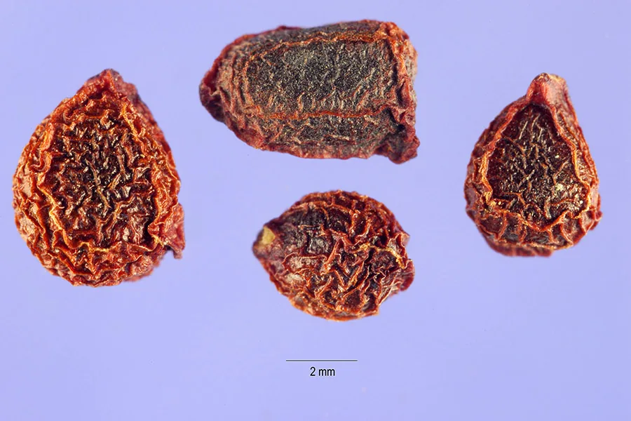 iris (Iris germanica), photograph
