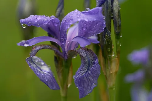Siberian iris (Iris sibirica), photograph