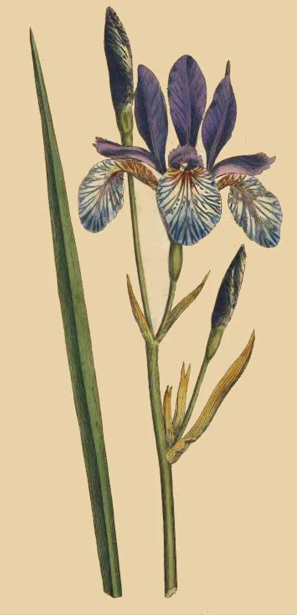 Siberian iris (Iris sibirica), botanical illustration