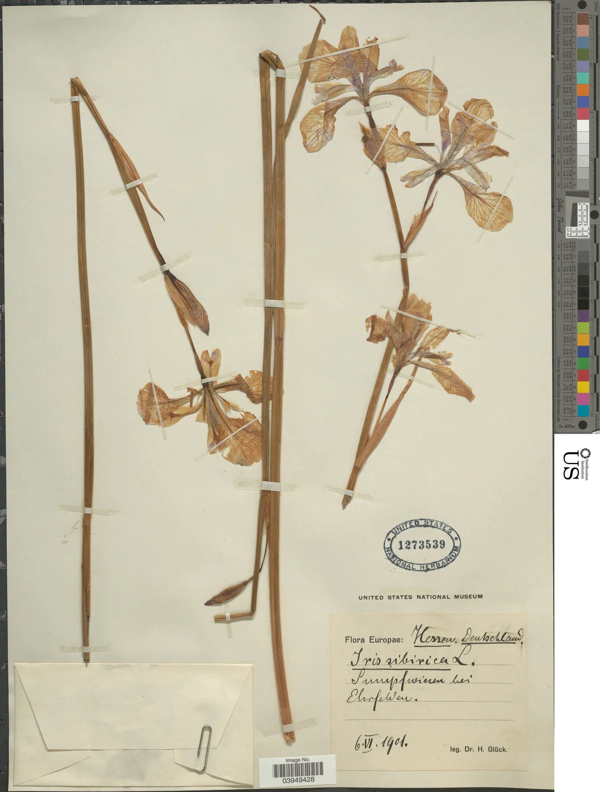 Siberian iris (Iris sibirica), photograph