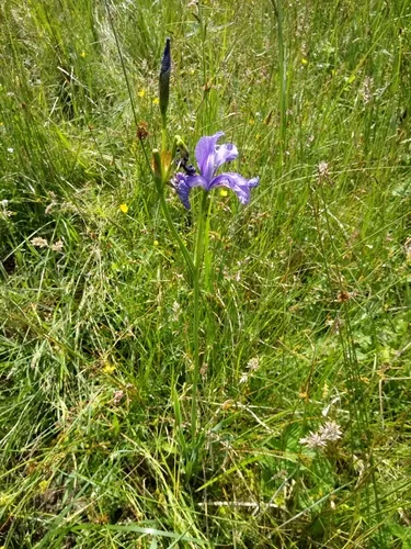 Siberian iris (Iris sibirica), photograph
