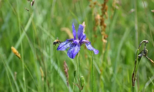 Photo: (c) Gergely Nigg, some rights reserved · CC BY · via iNaturalist Siberian iris (Iris sibirica), photograph