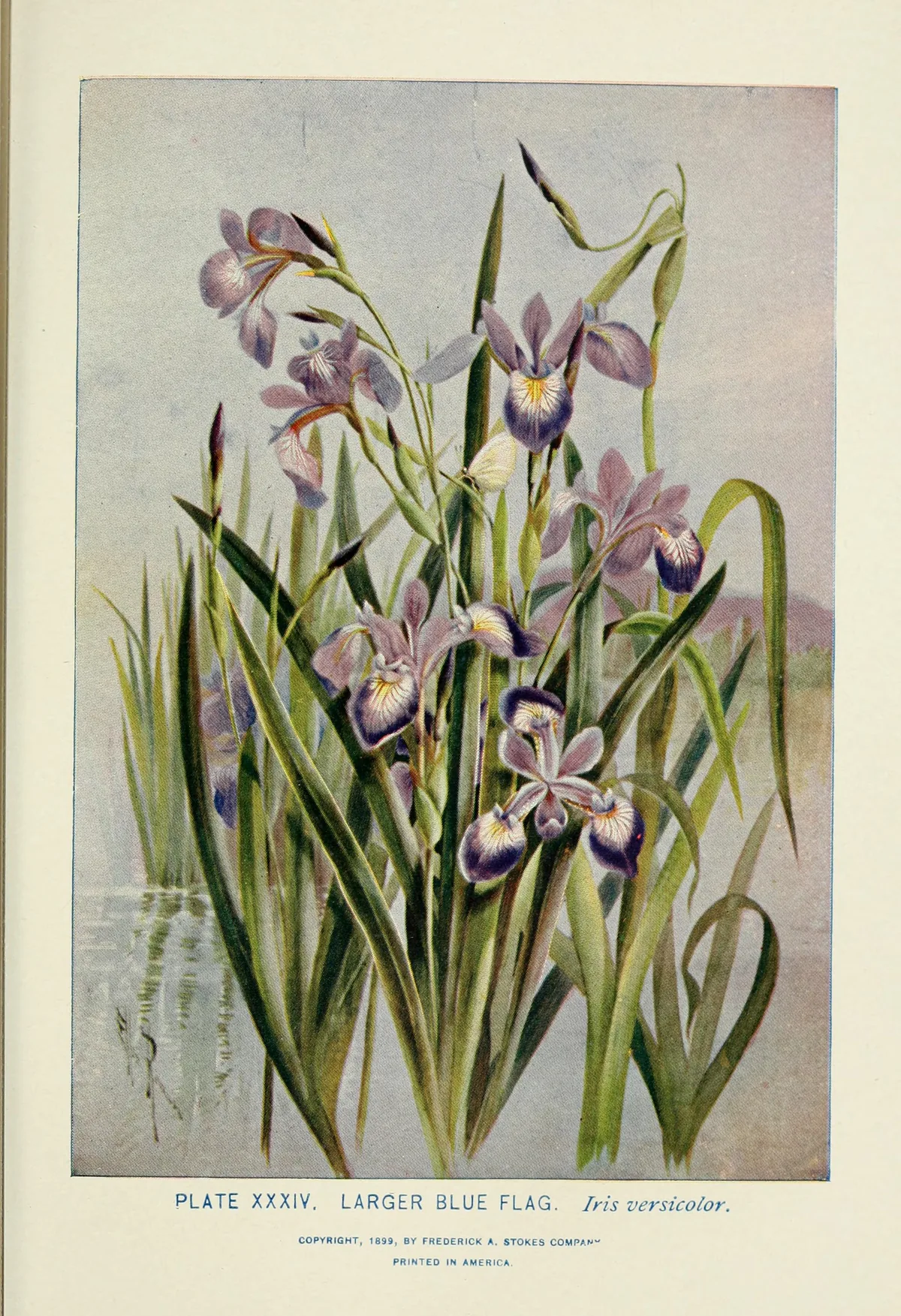 Blue Flag Iris (Iris versicolor), botanical illustration