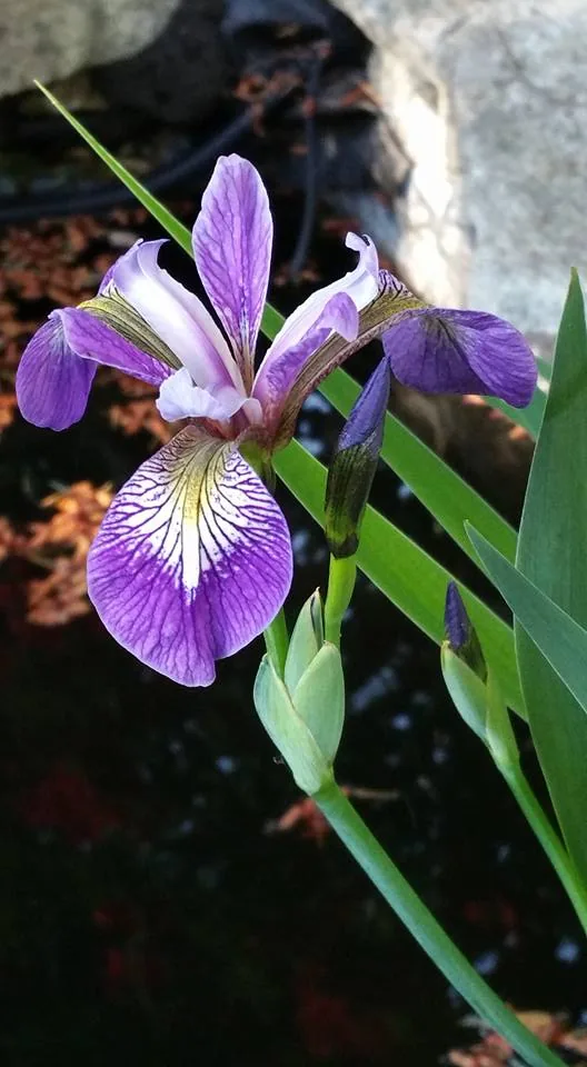 Blue Flag Iris (Iris versicolor), photograph