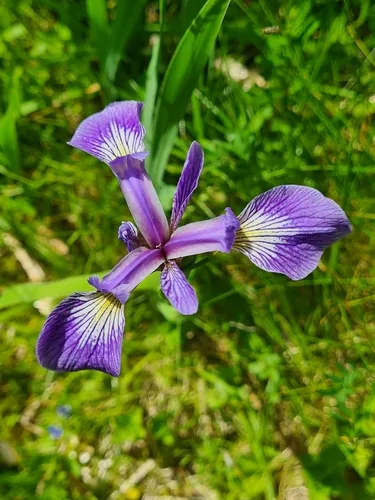 Photo: (c) Jacek Pietruszewski, some rights reserved (CC BY) · cc-by · via iNaturalist Blue Flag Iris (Iris versicolor), photograph