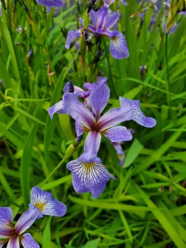 Blue Flag Iris (Iris versicolor), photograph