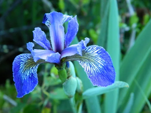Photo: (c) Louis Imbeau, some rights reserved · CC BY · via iNaturalist blue flag iris (Iris versicolor), photograph