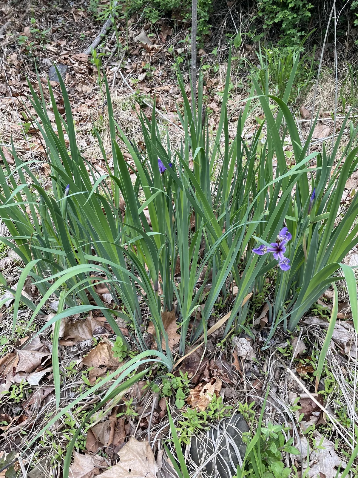 Blue Flag Iris (Iris versicolor), photograph