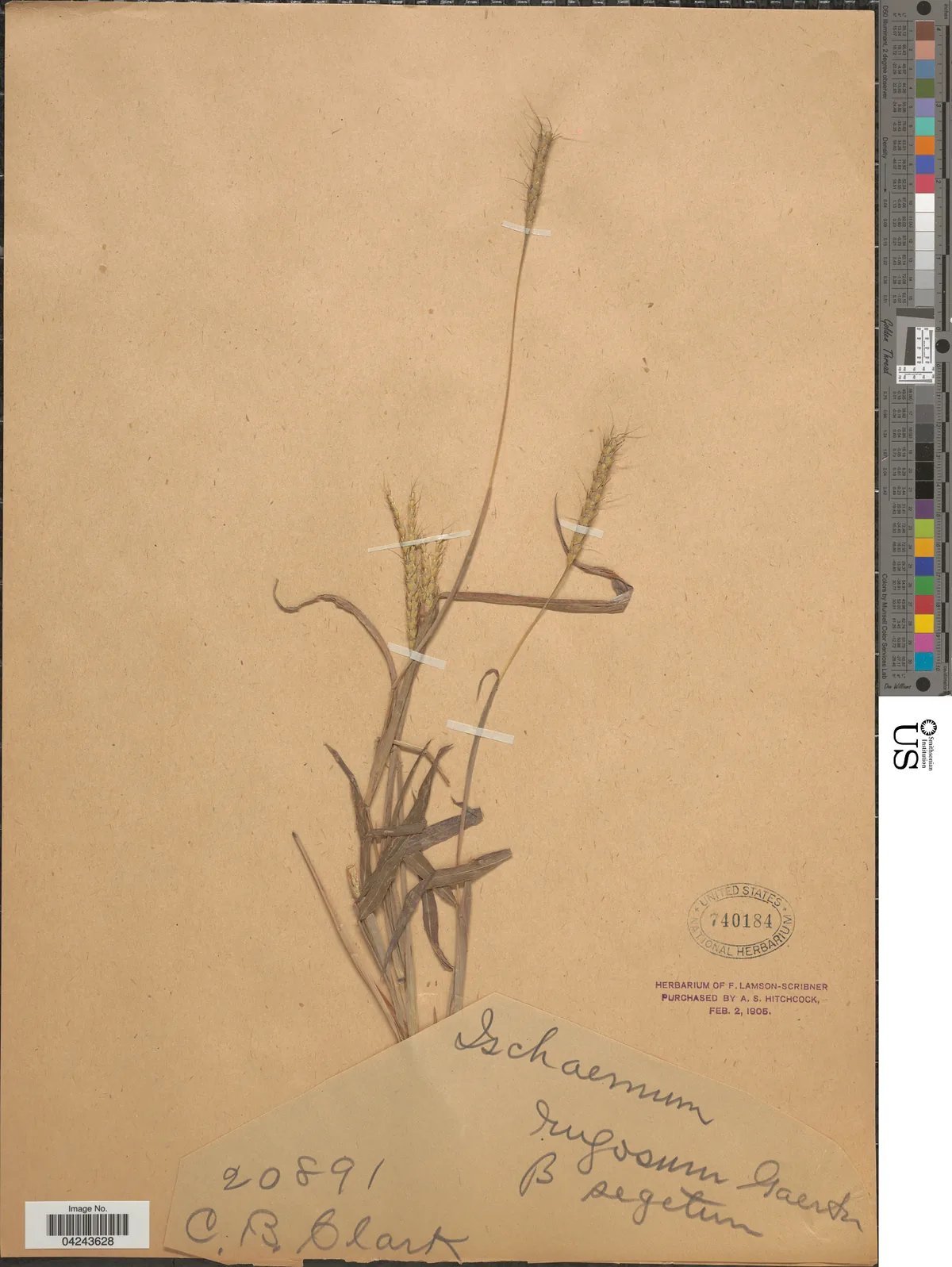 Muraina Grass (Ischaemum rugosum), photograph