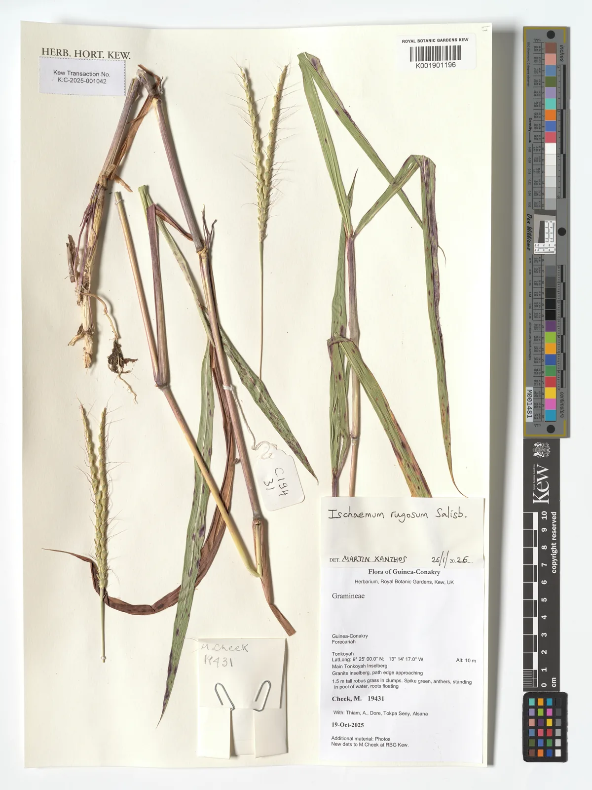 Muraina Grass (Ischaemum rugosum), photograph