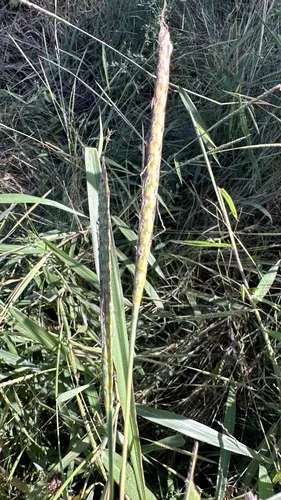 Muraina Grass (Ischaemum rugosum), photograph