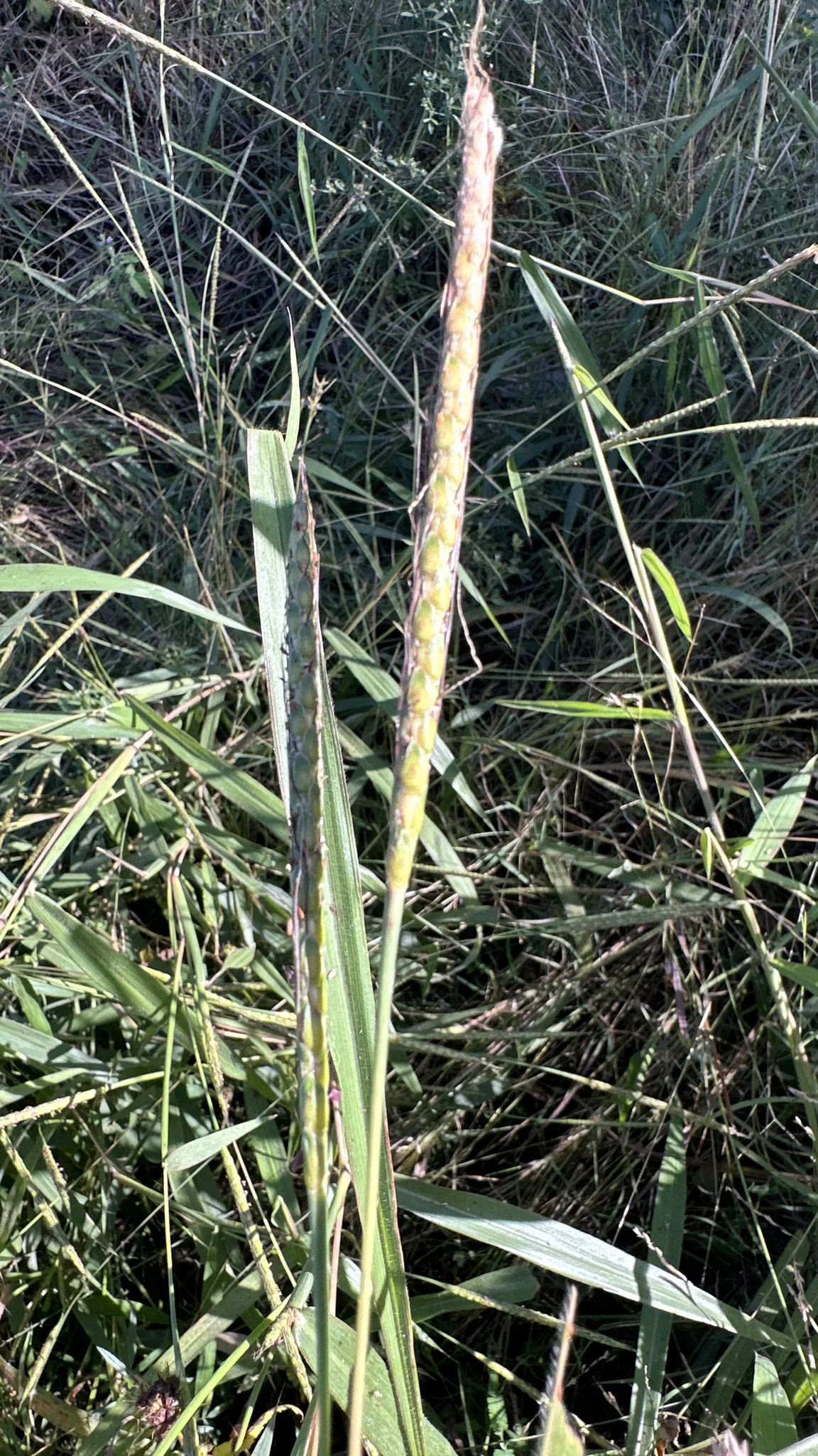 Muraina Grass (Ischaemum rugosum), photograph