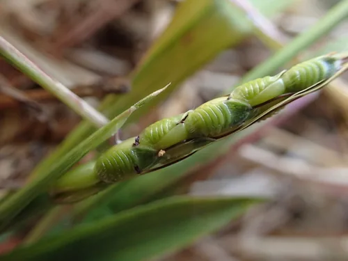 Photo: no rights reserved · CC0 · via iNaturalist Muraina grass (Ischaemum rugosum), photograph