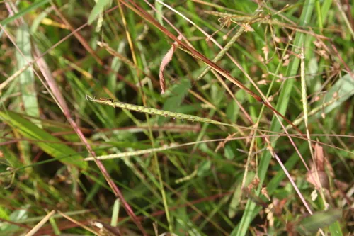 Photo: (c) Daniel J. Layton, some rights reserved (CC BY) · cc-by · via iNaturalist Muraina Grass (Ischaemum rugosum), photograph