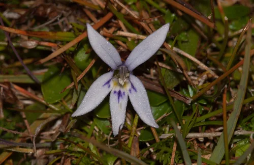 Photo: (c) Rolf Lawrenz, some rights reserved · CC BY · via iNaturalist blue star creeper (Isotoma fluviatilis), photograph