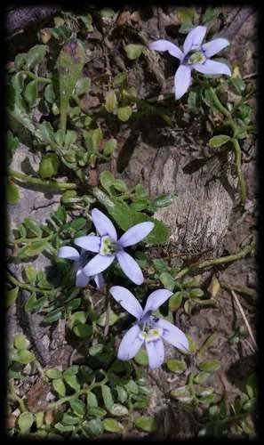 Photo: (c) Russell Best, some rights reserved (CC BY) · cc-by · via iNaturalist Blue Star Creeper (Isotoma fluviatilis), photograph