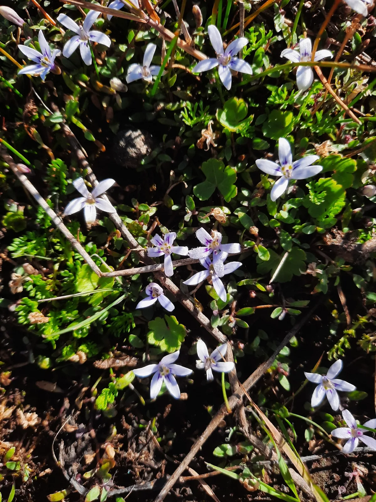 Blue Star Creeper (Isotoma fluviatilis), photograph