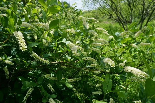 Sweetspire (Itea virginica), photograph