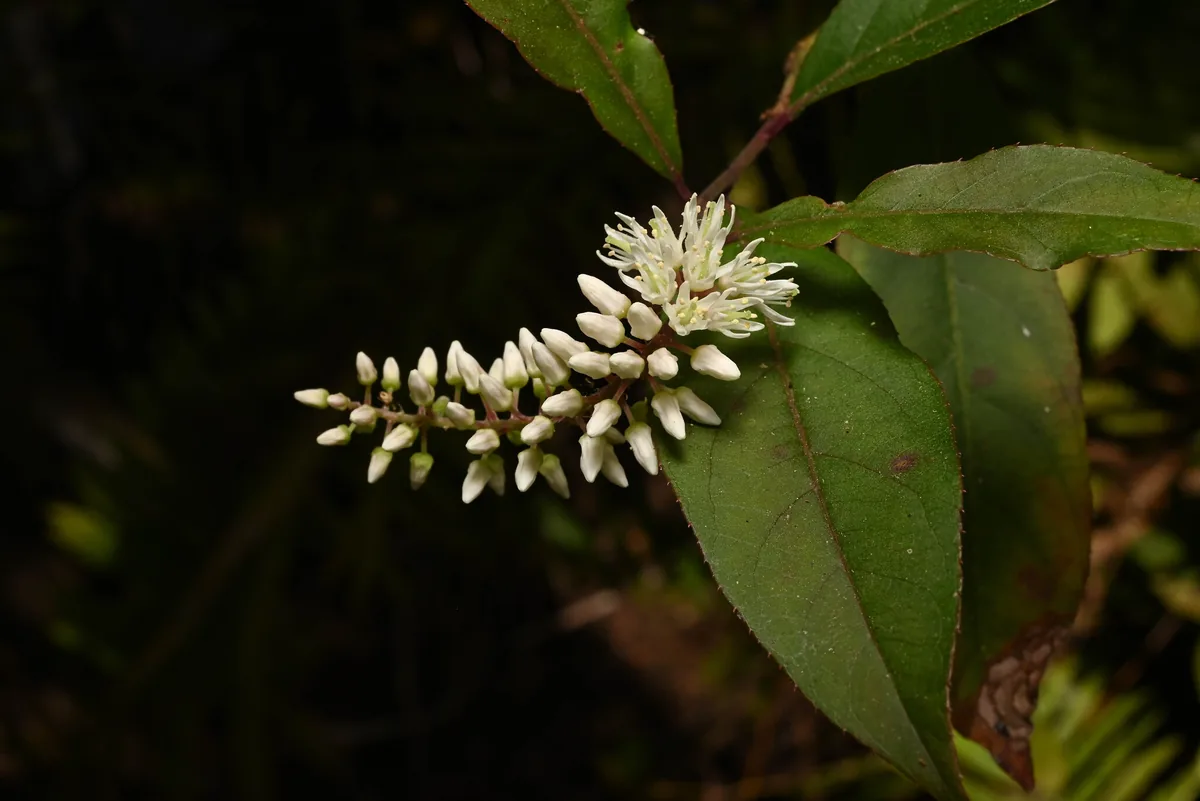 sweetspire (Itea virginica), photograph