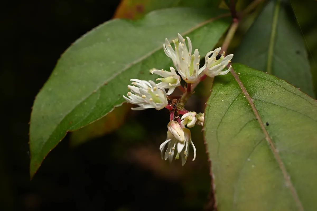 Sweetspire (Itea virginica), photograph