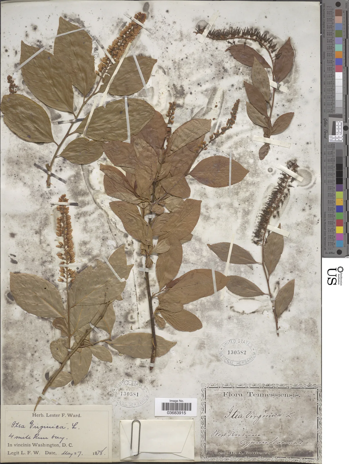 Sweetspire (Itea virginica), photograph
