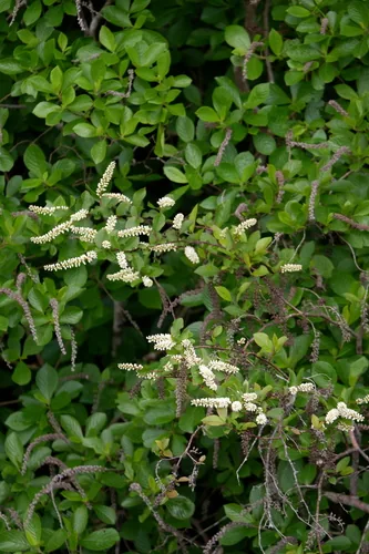 Photo: (c) Bonnie Semmling, some rights reserved (CC BY) · cc-by · via iNaturalist Sweetspire (Itea virginica), photograph