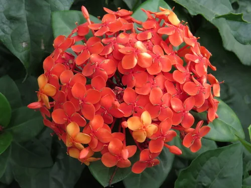 Photo: (c) Diogo Luiz, some rights reserved · CC BY · via iNaturalist ixora (Ixora coccinea), photograph