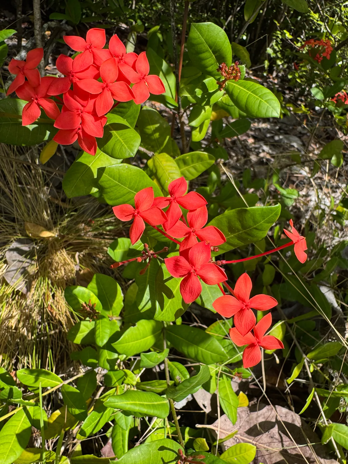 Ixora (Ixora coccinea), photograph
