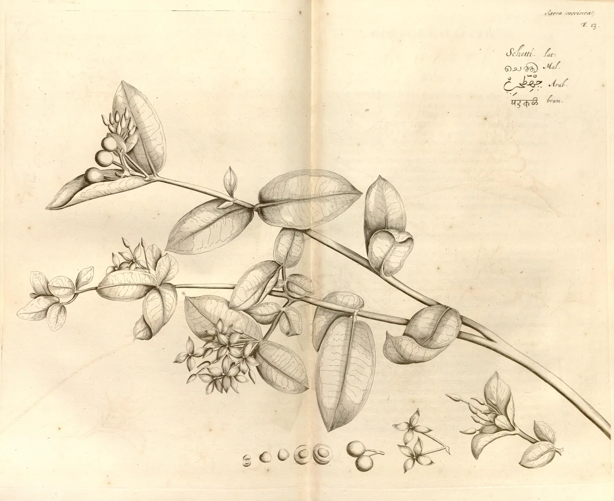 Ixora (Ixora coccinea), botanical illustration
