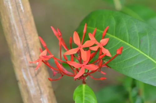 Photo: (c) Zinogre, some rights reserved (CC BY-SA) · cc-by-sa · via iNaturalist Ixora (Ixora coccinea), photograph