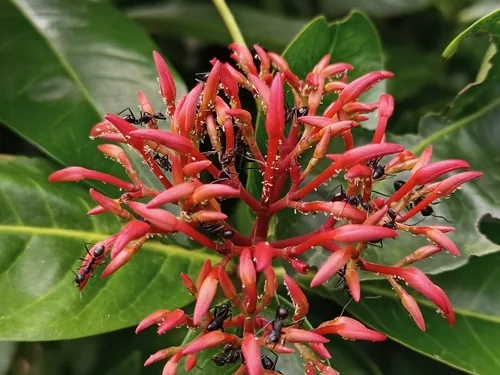 Ixora (Ixora coccinea), photograph