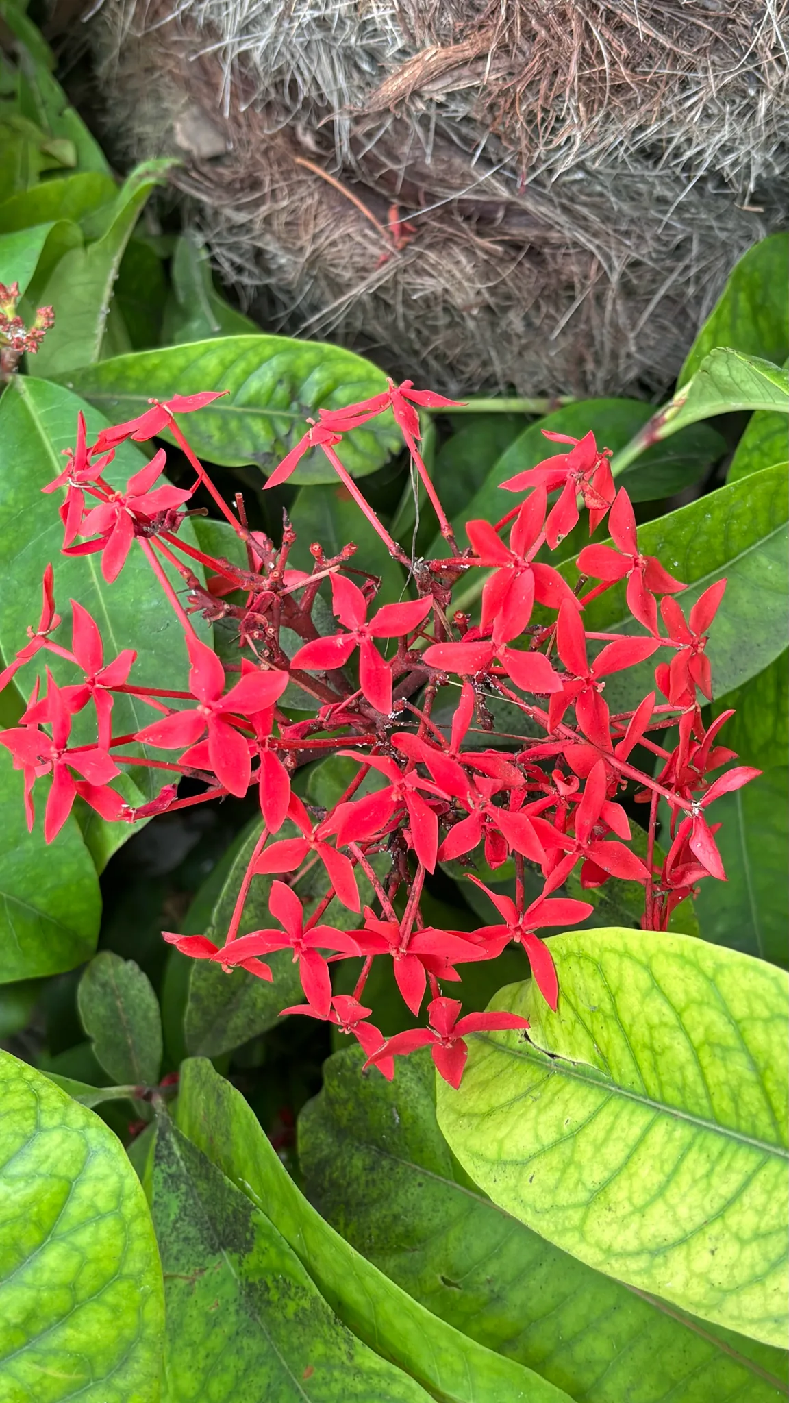 Ixora (Ixora coccinea), photograph