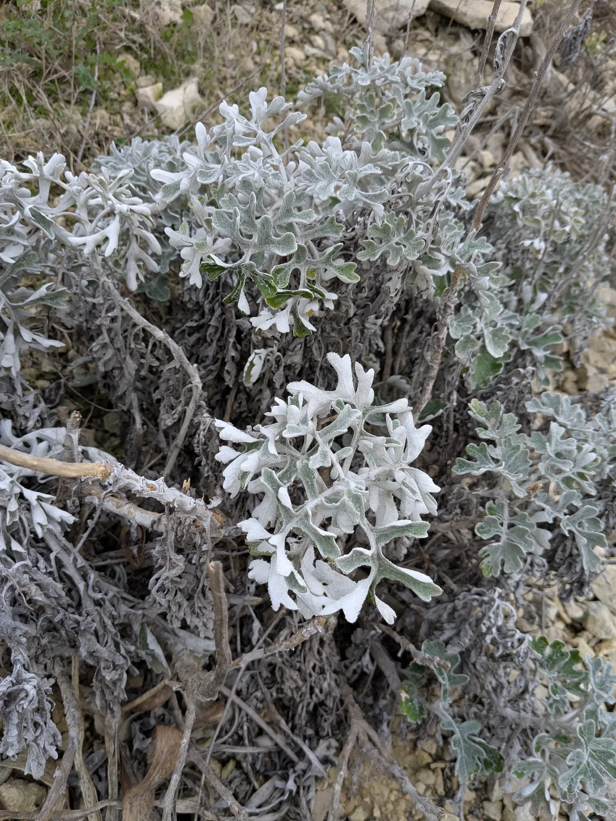 dusty miller (Jacobaea maritima), photograph