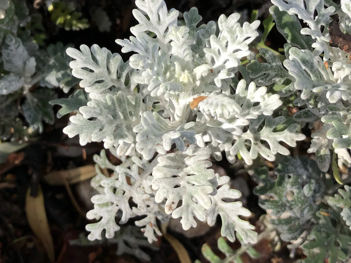 dusty miller (Jacobaea maritima), photograph