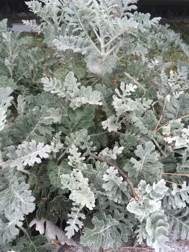 dusty miller (Jacobaea maritima), photograph