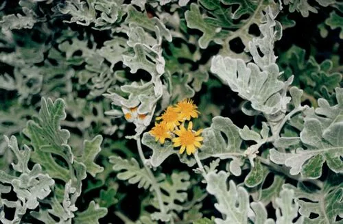 dusty miller (Jacobaea maritima), photograph